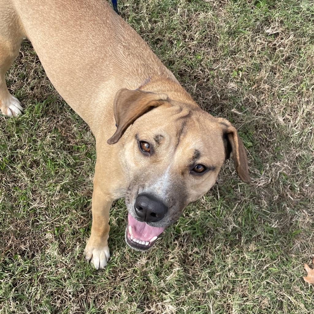 Enlarge Calista, a Adoptable mixed breed in Brenham, TX image 5/6