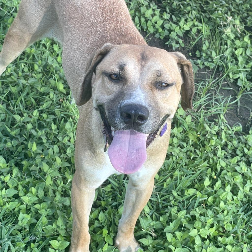 Enlarge Calista, a Adoptable mixed breed in Brenham, TX image 6/6