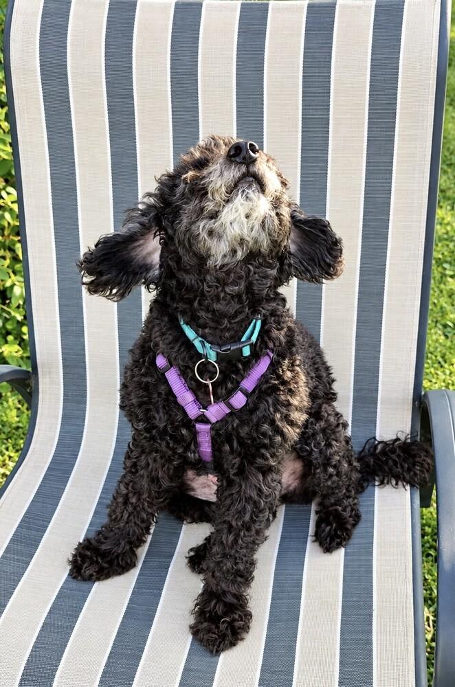 Charlie, Adoptable, Adult Male Poodle.