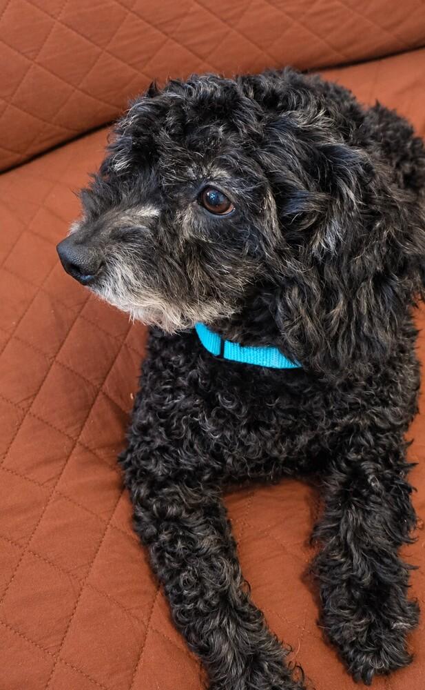 Enlarge Charlie, a Adoptable Poodle in Orlando, FL image 2/6