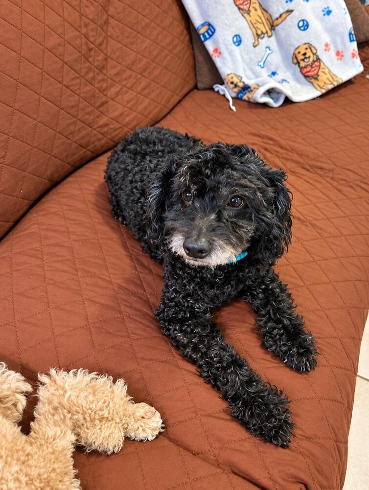 Enlarge Charlie, a Adoptable Poodle in Orlando, FL image 3/6