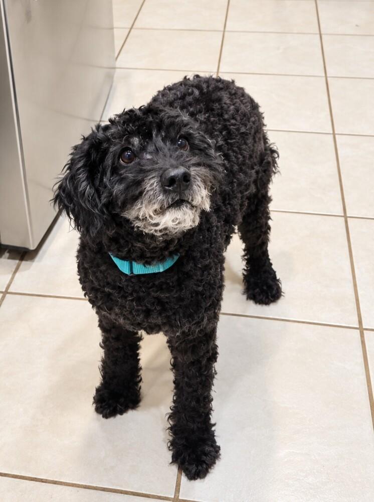 Enlarge Charlie, a Adoptable Poodle in Orlando, FL image 4/6