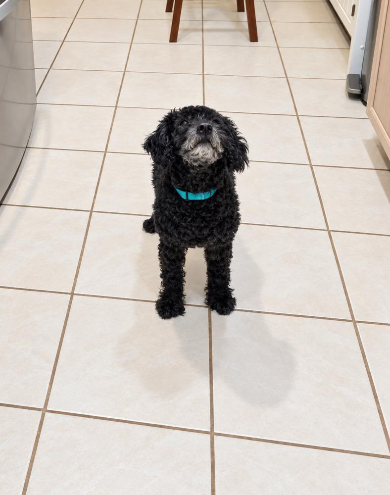Enlarge Charlie, a Adoptable Poodle in Orlando, FL image 5/6