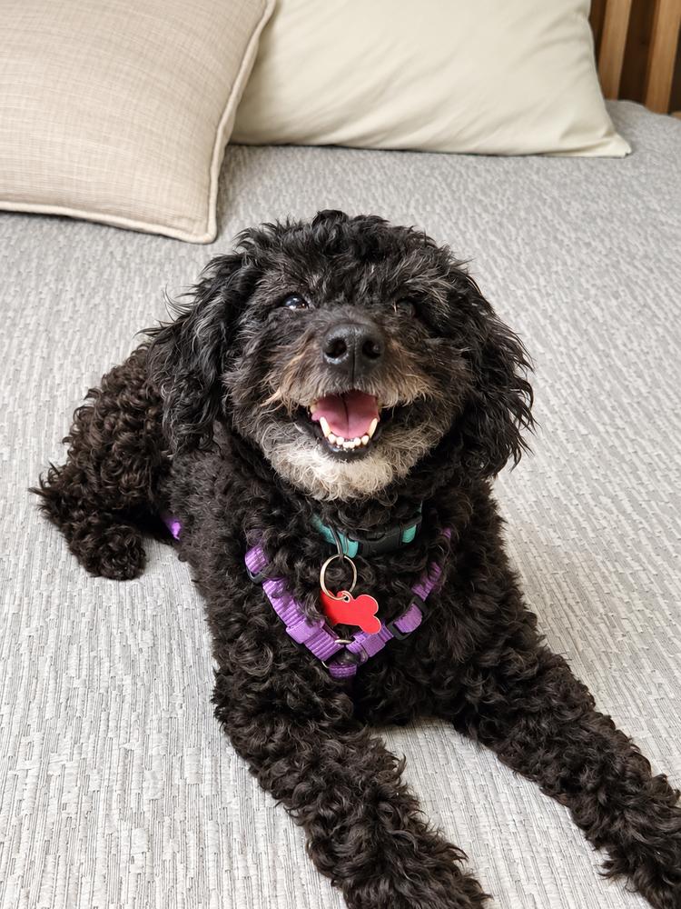 Enlarge Charlie, a Adoptable Poodle in Orlando, FL image 6/6