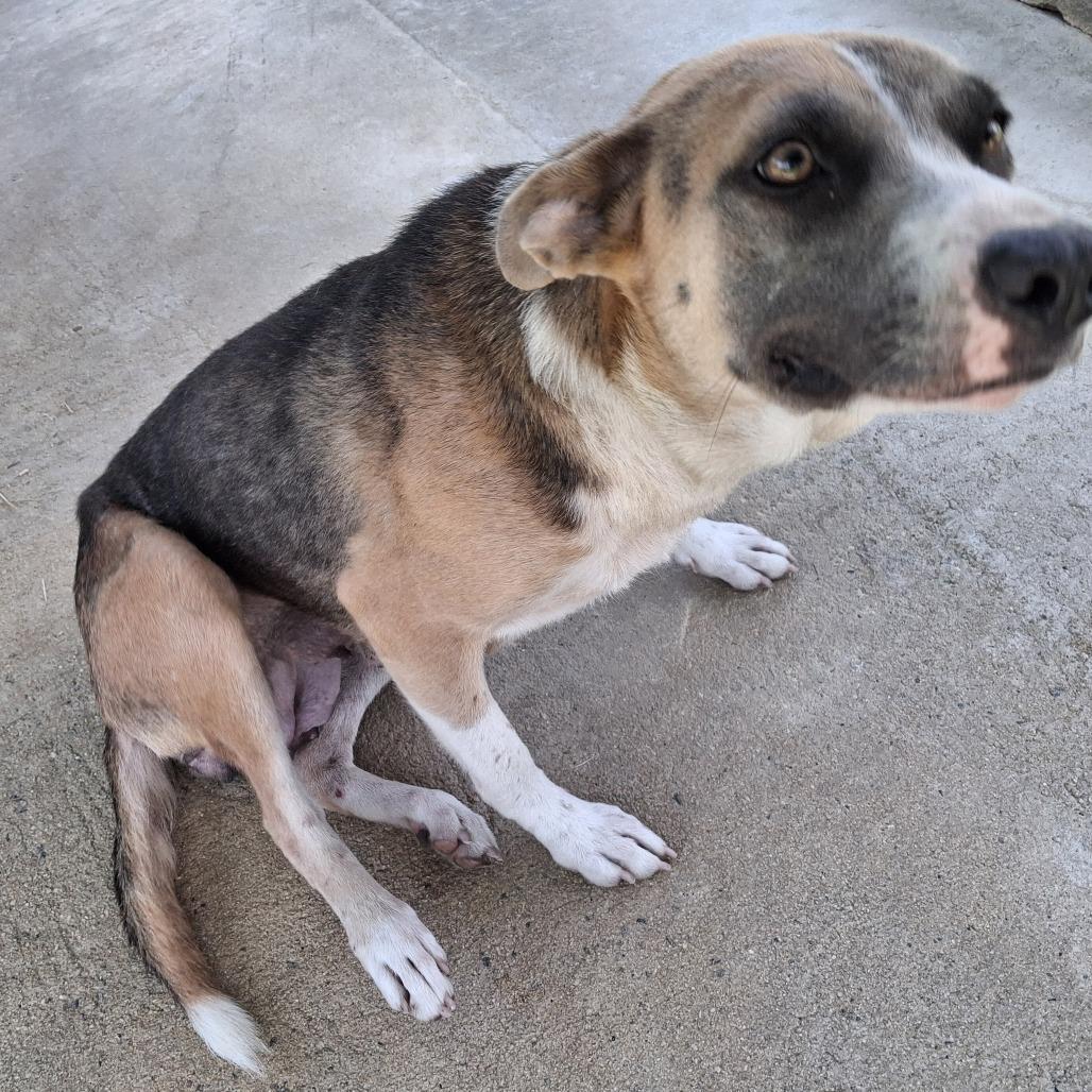 Enlarge Leona, a Adoptable Mixed Breed in Lyons, GA image 1/3