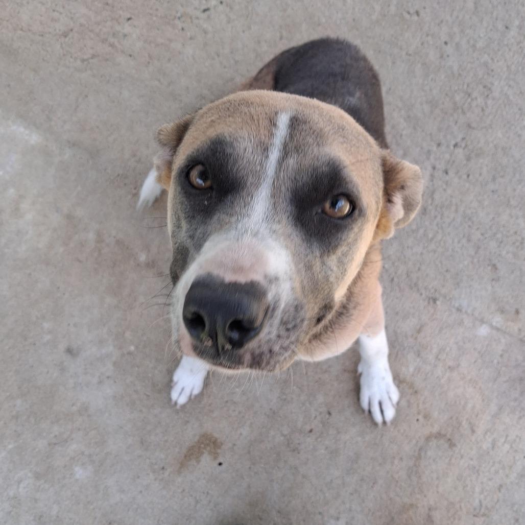 Enlarge Leona, a Adoptable Mixed Breed in Lyons, GA image 2/3