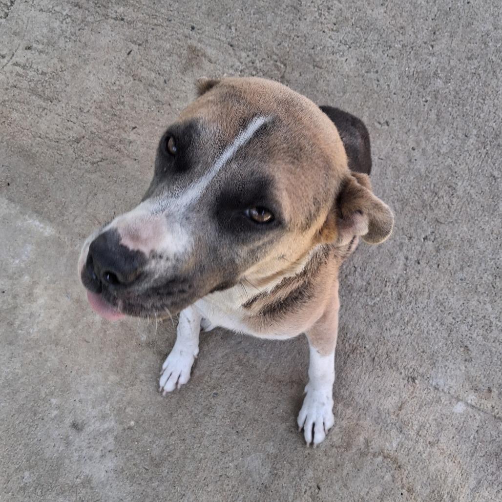 Enlarge Leona, a Adoptable Mixed Breed in Lyons, GA image 3/3