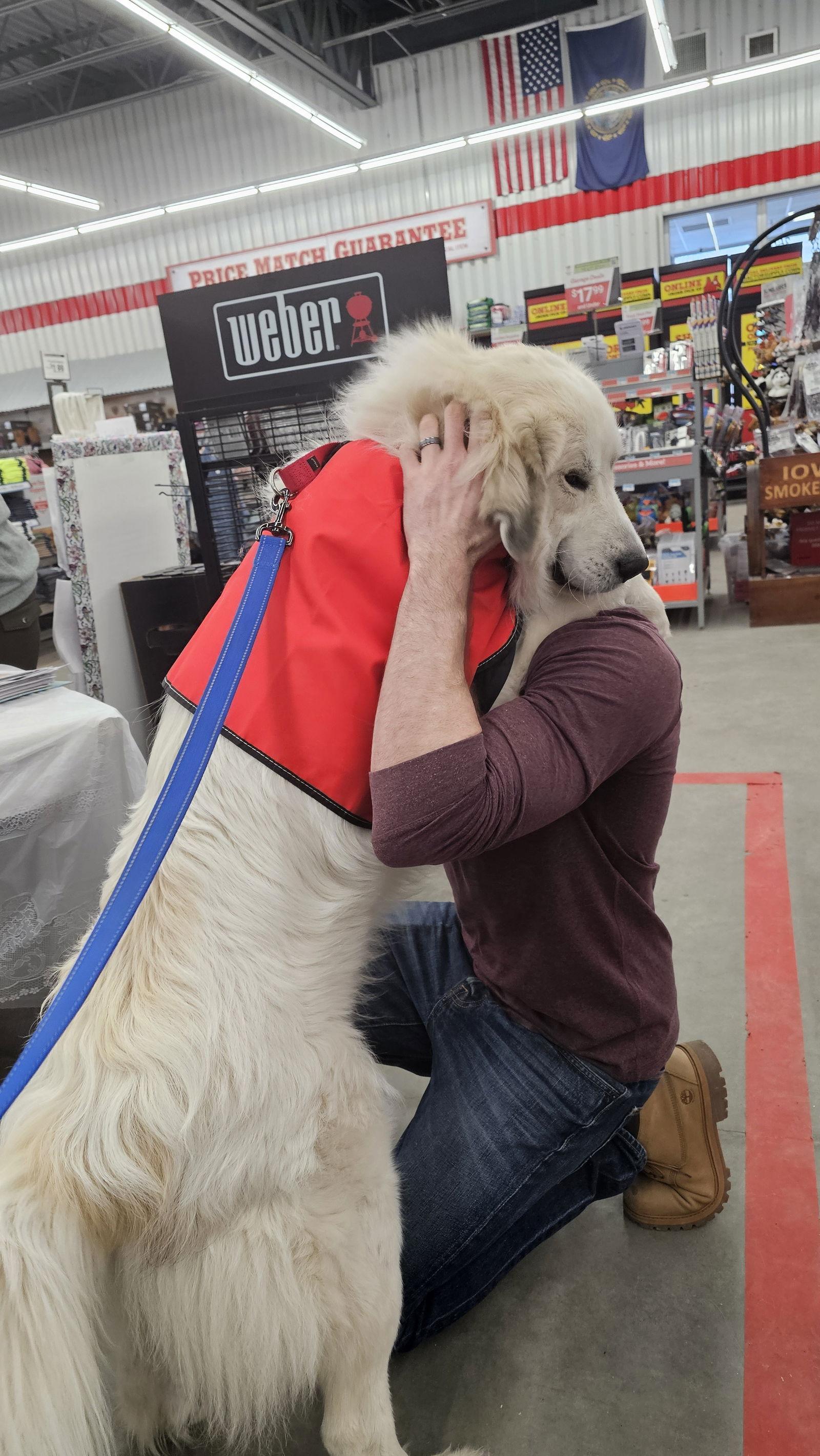 Teddy-in NH-MEET ME 2/28, Adoptable, Puppy Male Great Pyrenees.