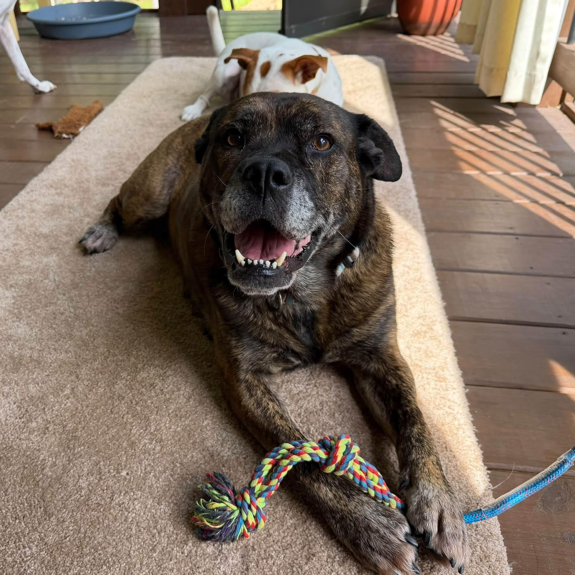 Enlarge Gloria, a Adoptable mixed breed in atlanta, GA image 2/5
