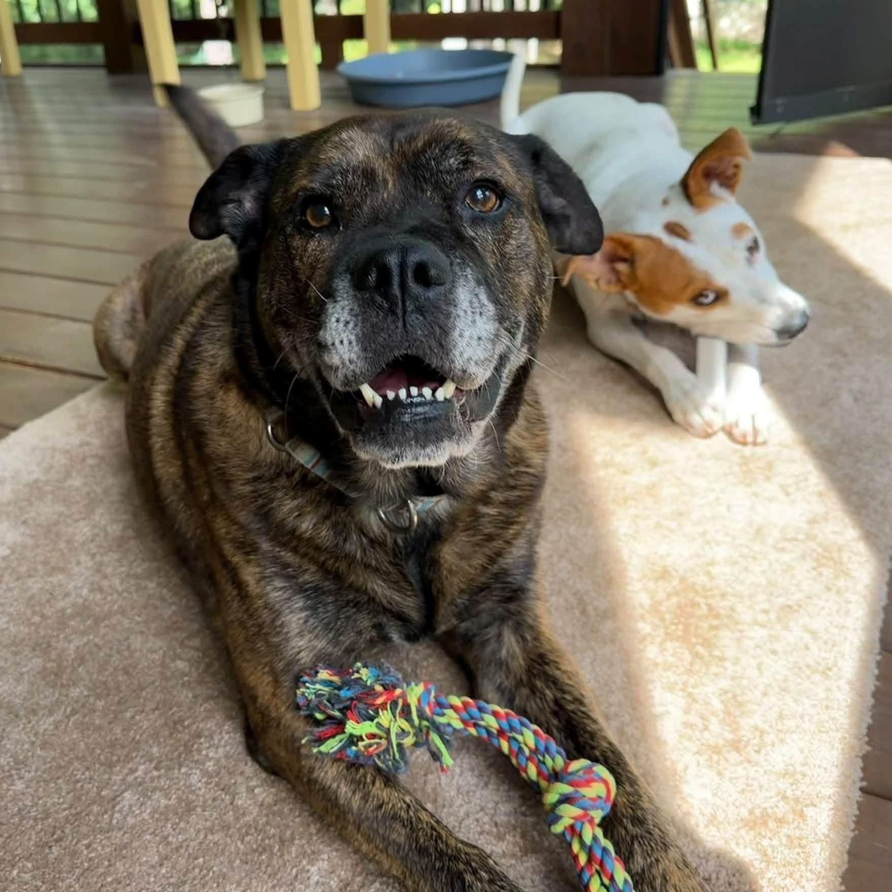 Enlarge Gloria, a Adoptable mixed breed in atlanta, GA image 4/5