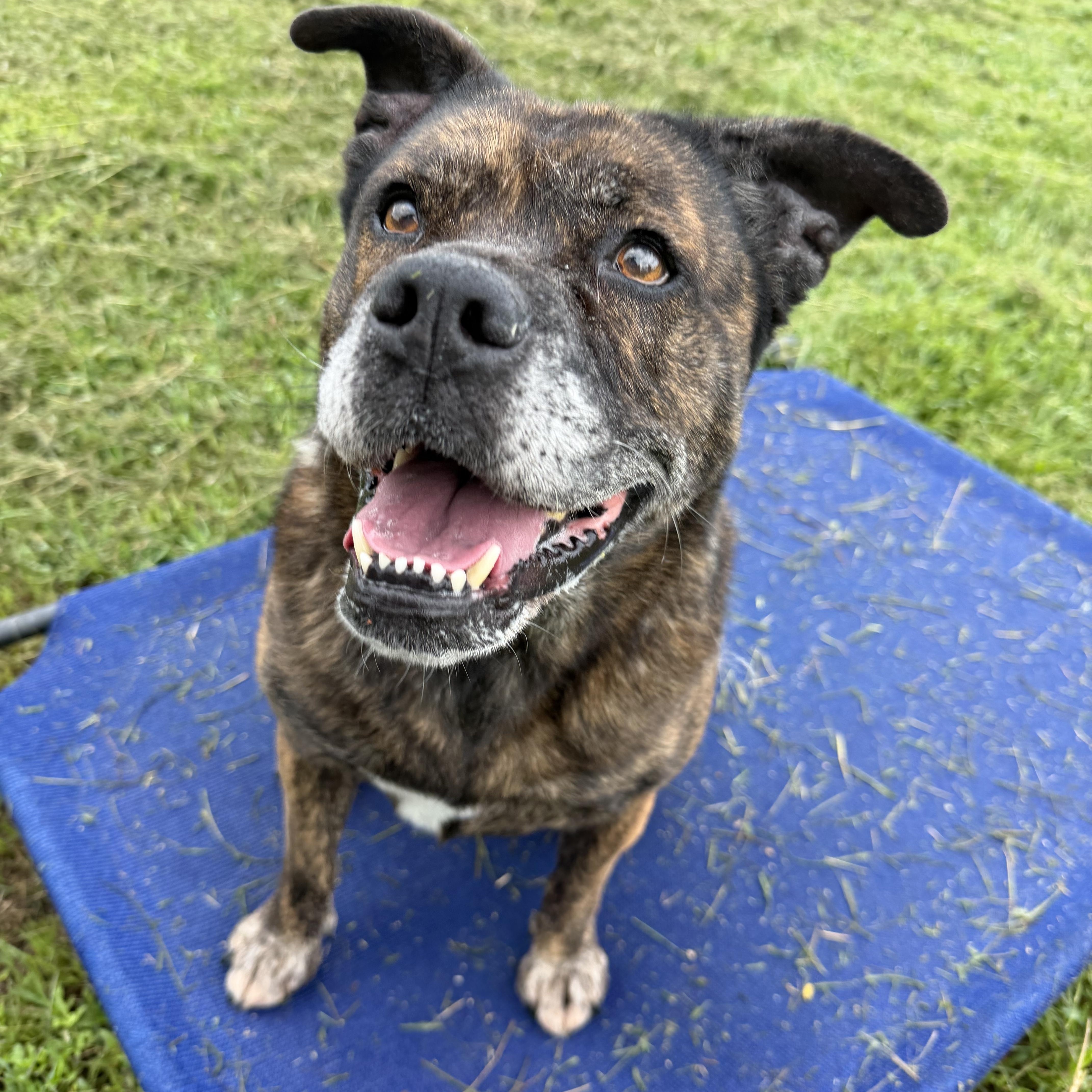 Enlarge Gloria, a Adoptable mixed breed in atlanta, GA image 1/5
