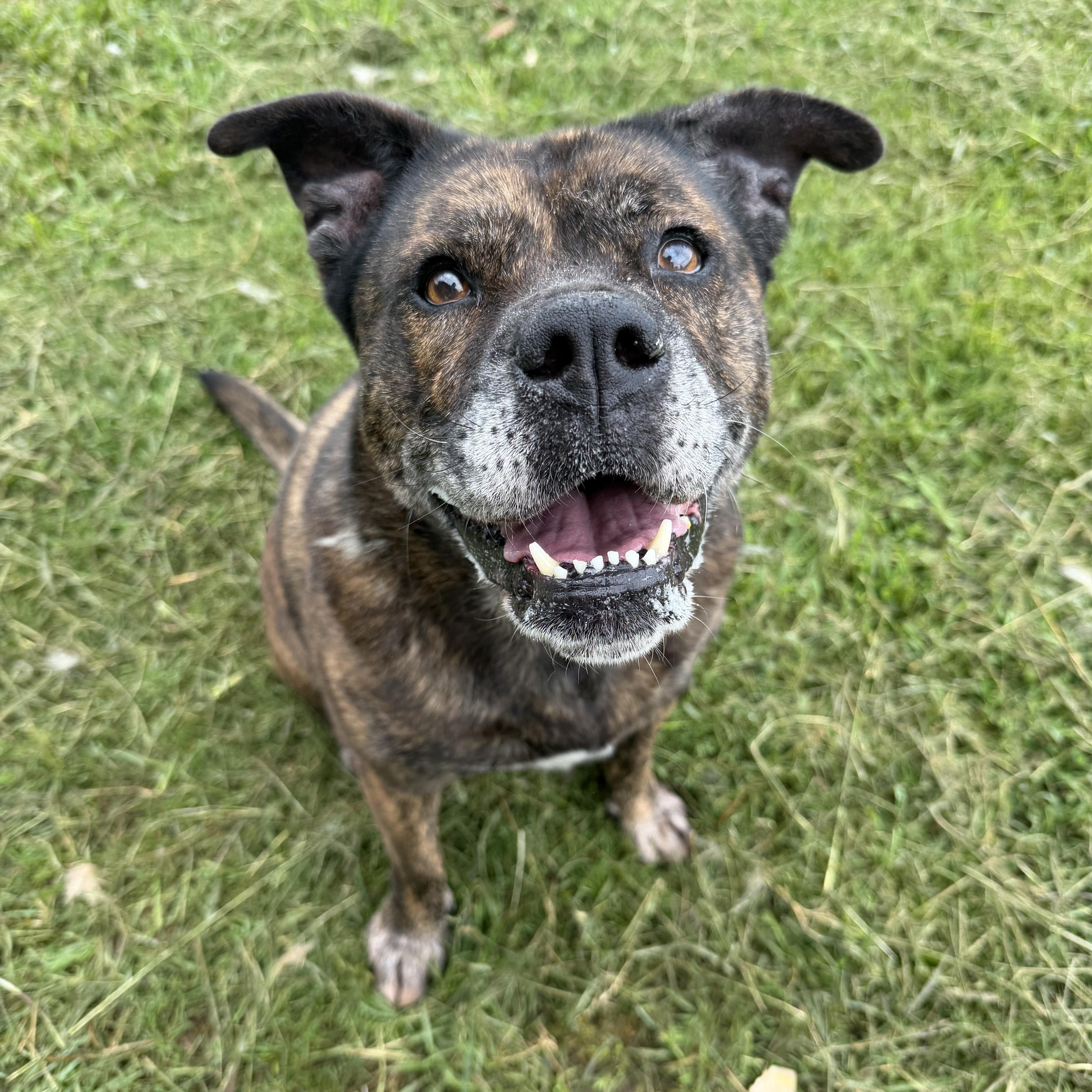 Enlarge Gloria, a Adoptable mixed breed in atlanta, GA image 3/5
