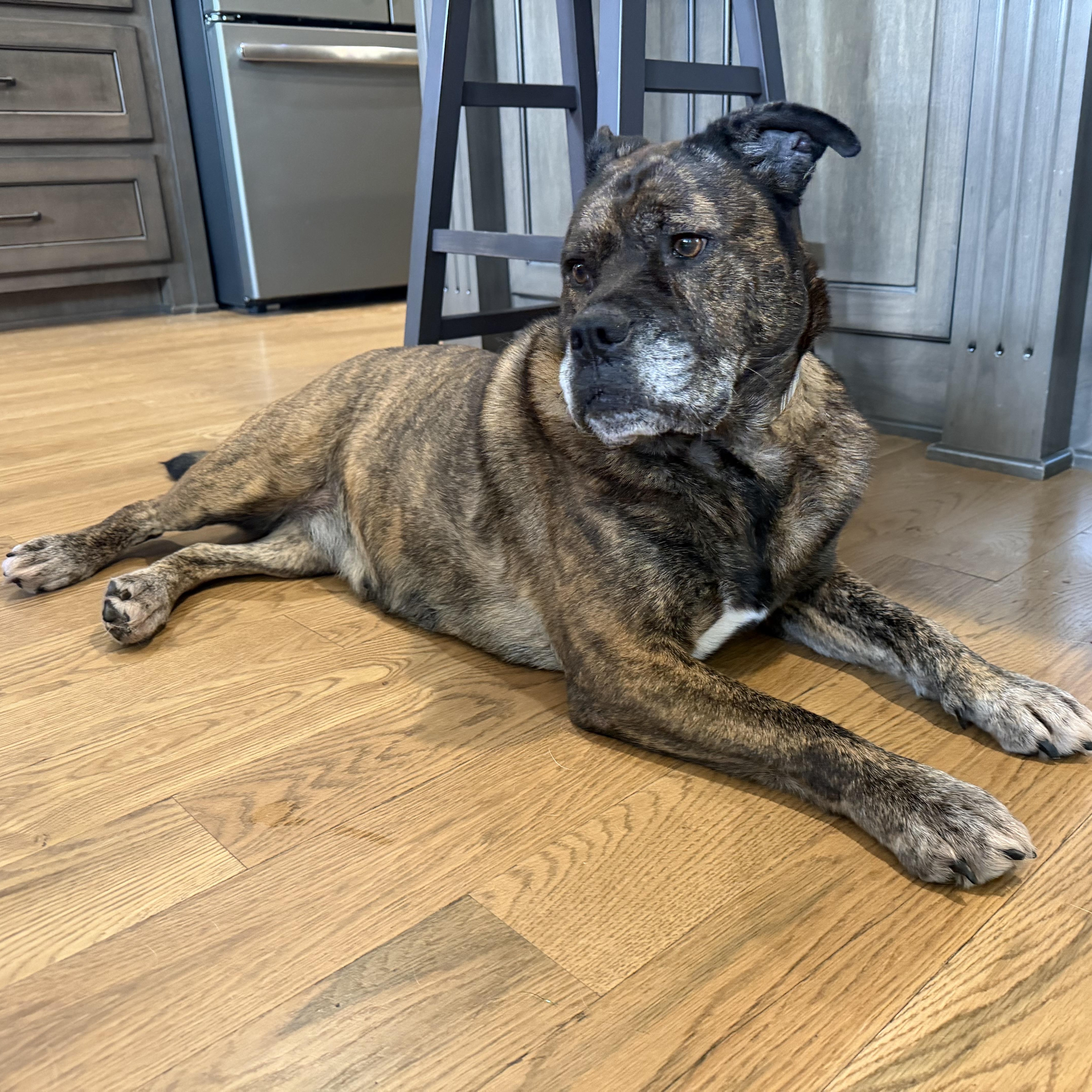 Enlarge Gloria, a Adoptable mixed breed in atlanta, GA image 5/5