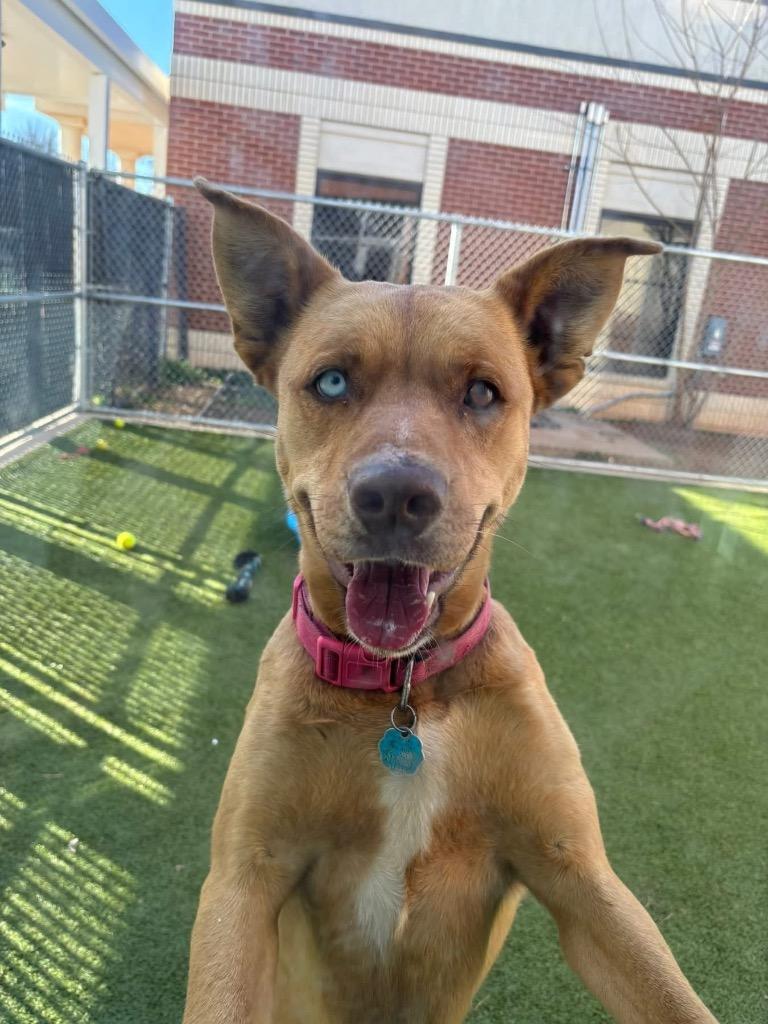 Enlarge Lola, a Adoptable mixed breed in Newcastle, OK image 1/2