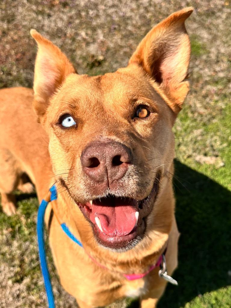 Enlarge Lola, a Adoptable mixed breed in Newcastle, OK image 2/2