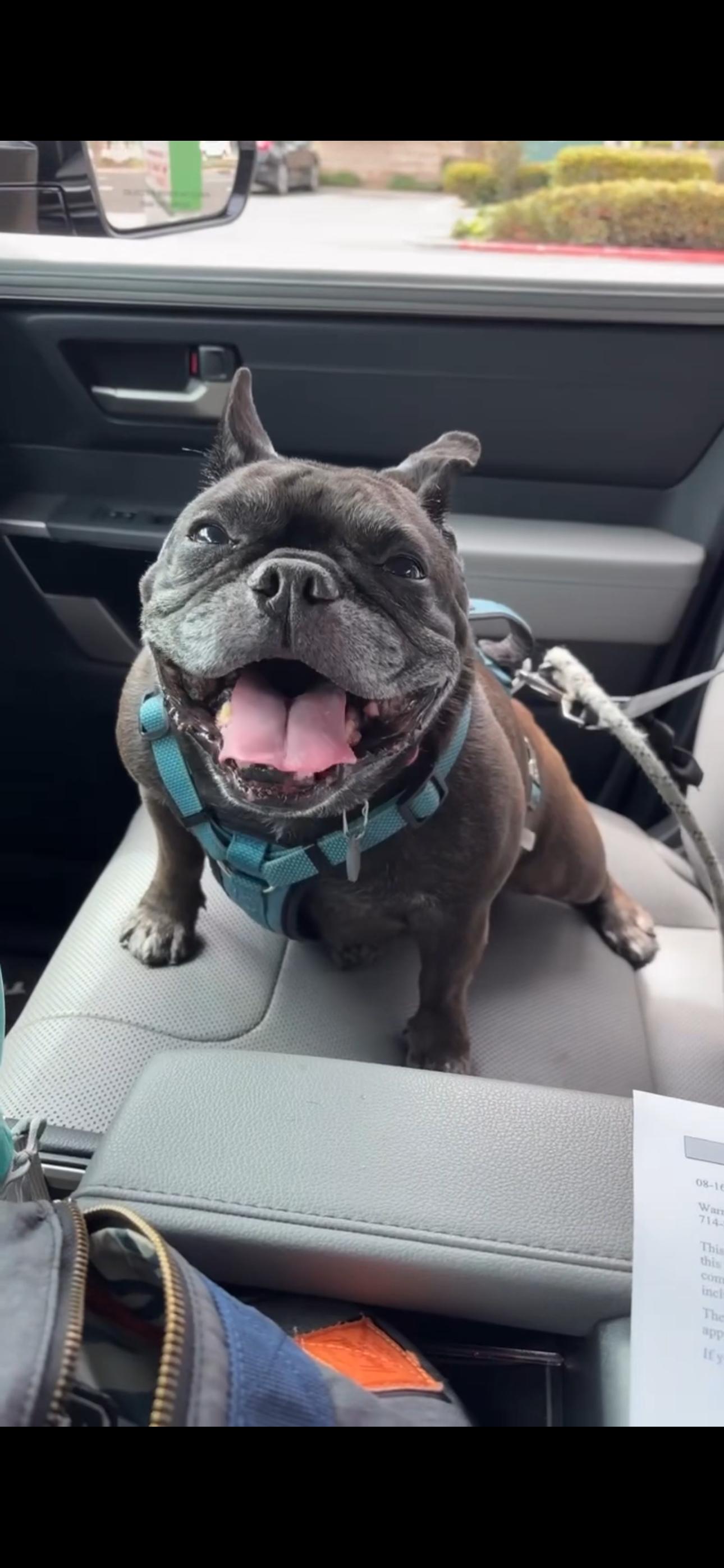 Luna, a Adoptable French Bulldog image 6/6