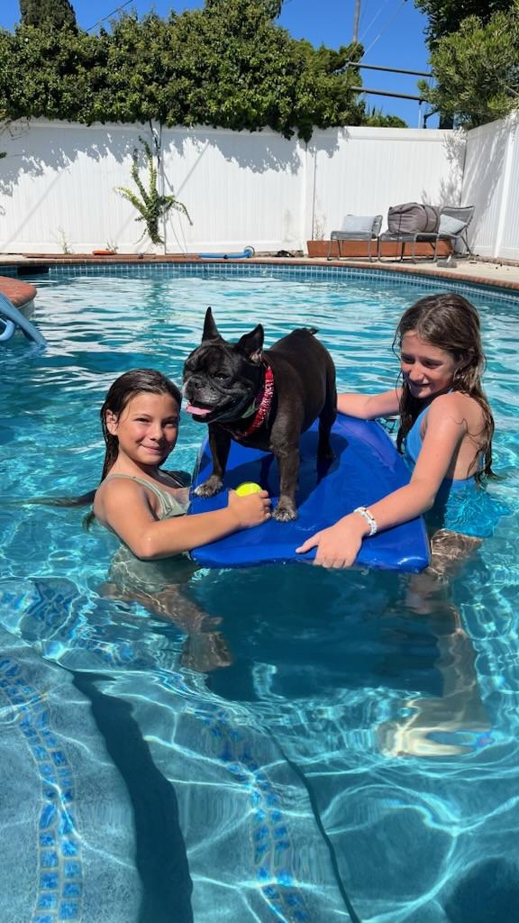 Luna, a Adoptable French Bulldog image 4/6