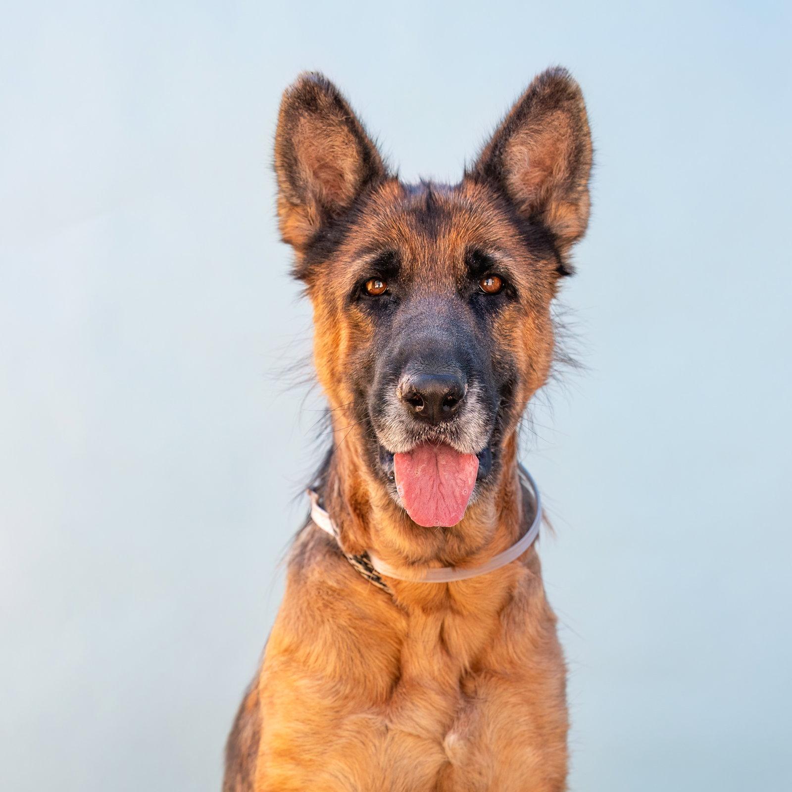 JUNE BUG, Adoptable, Adult Female German Shepherd Dog.