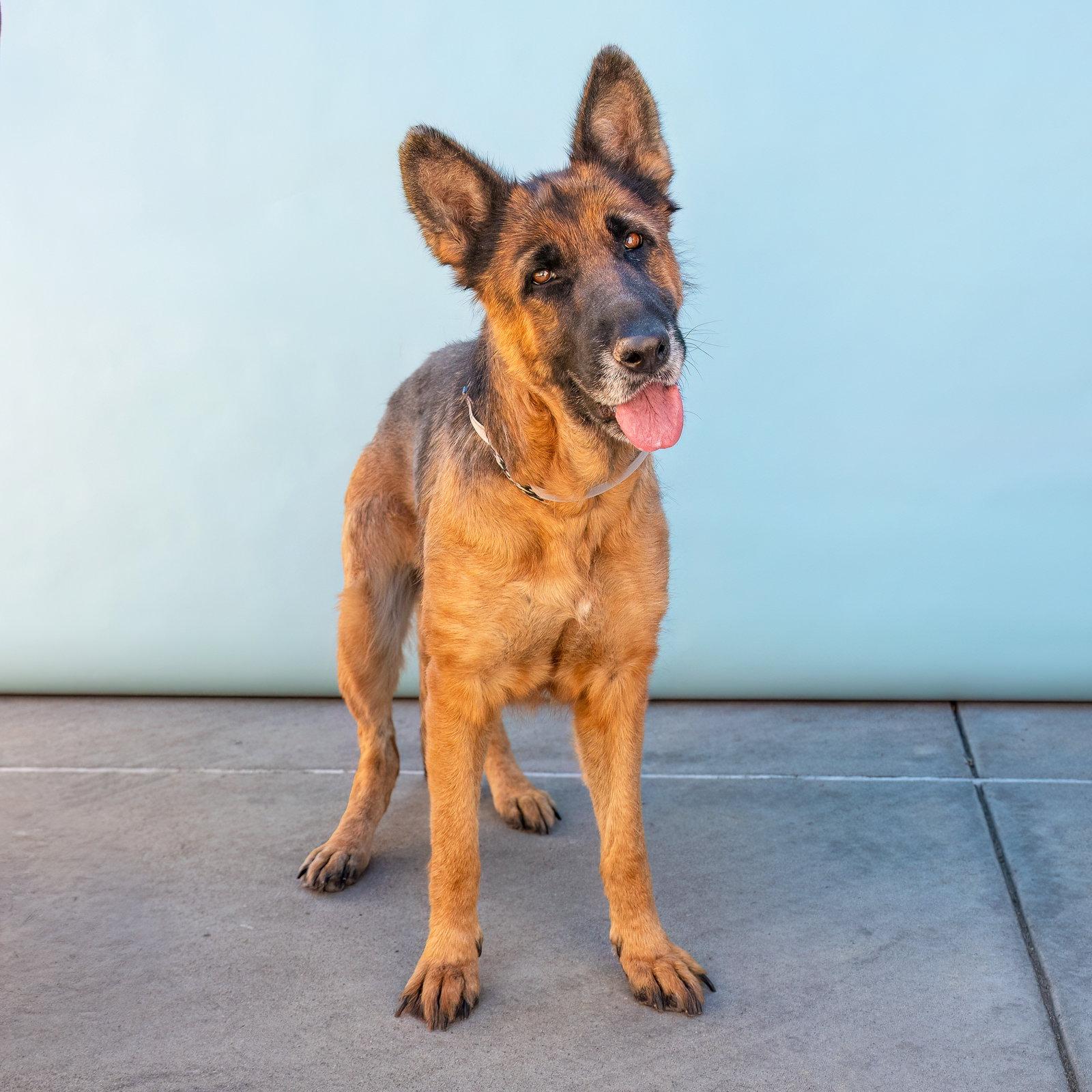 JUNE BUG, a Adoptable German Shepherd Dog in Pasadena, CA image 2/2