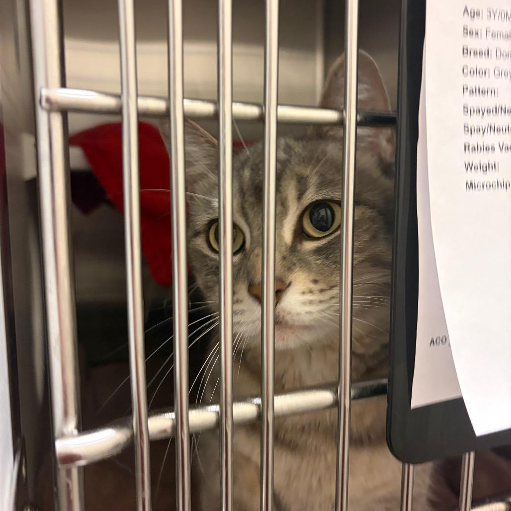 Sapheria, Adoptable, Adult Female Domestic Short Hair.