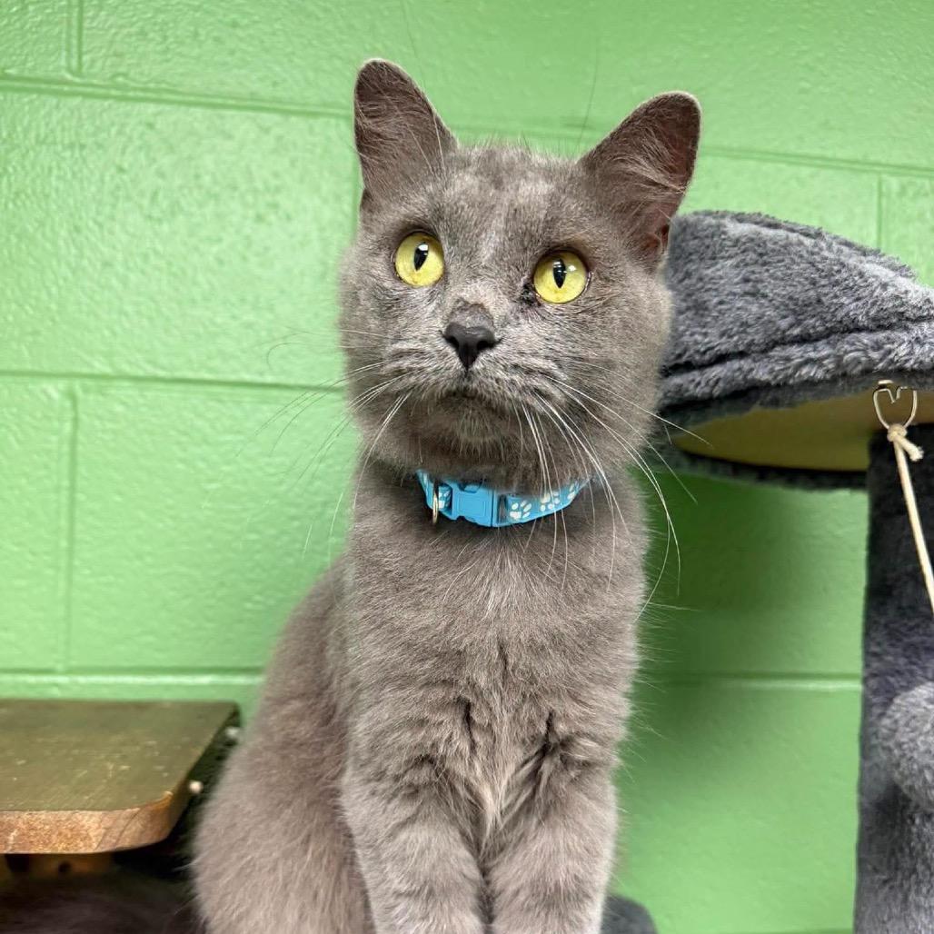 McCord, Adoptable, Young Male Domestic Short Hair.