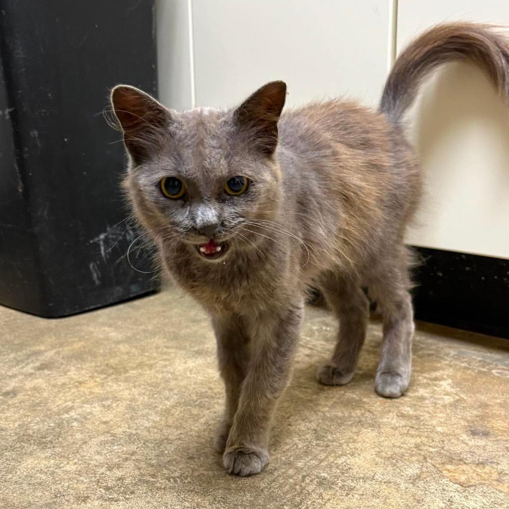 Enlarge McCord, a Adoptable Domestic Short Hair in Shinnston, WV image 2/2