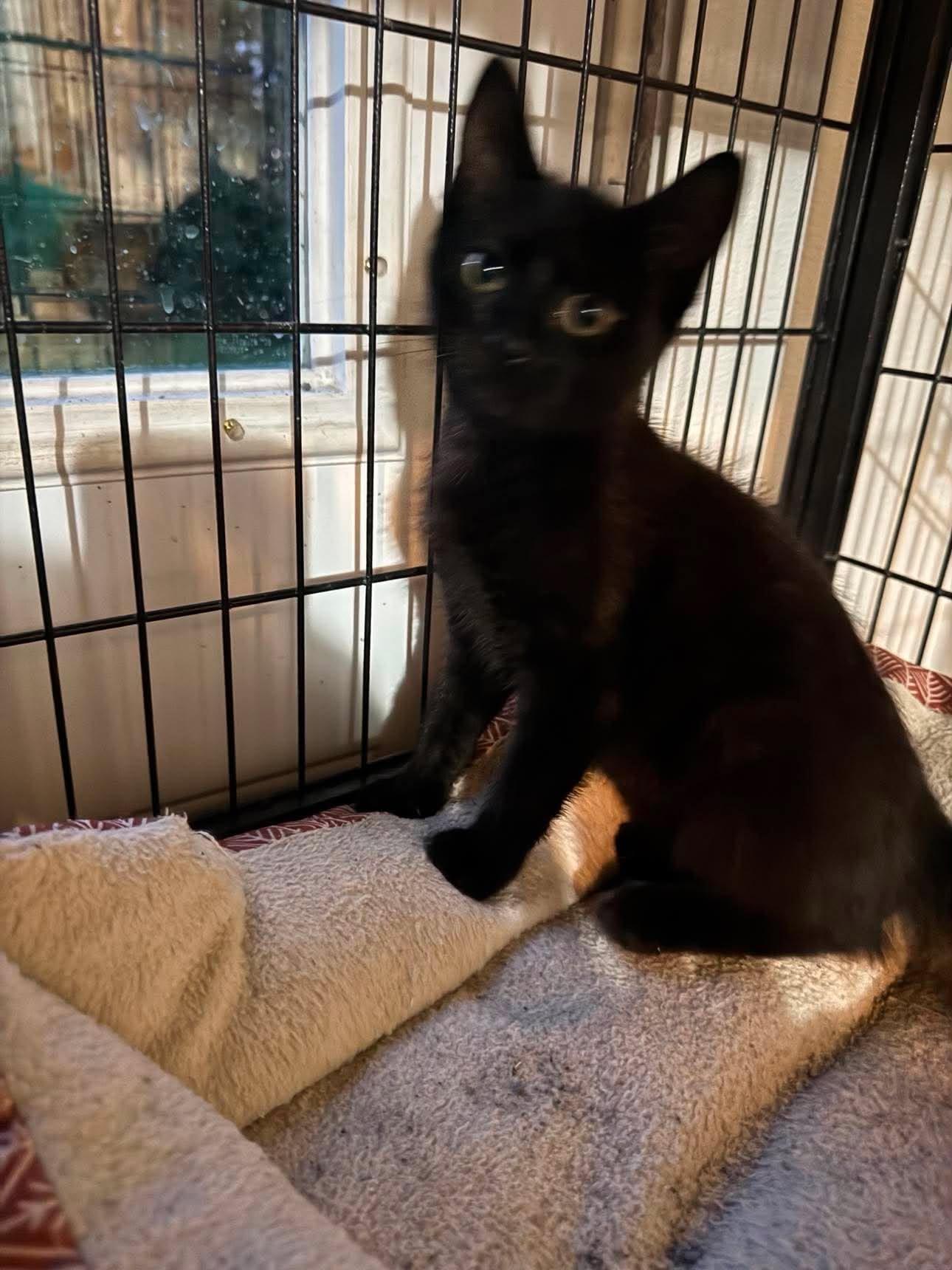 Kittens, ADOPTABLE, Kitten Female Domestic Short Hair.