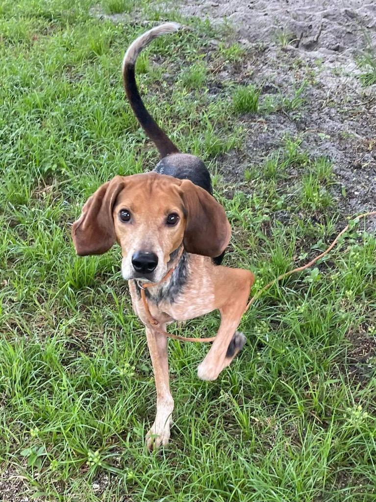 Enlarge Hank, a Adoptable Coonhound in Sebastian, FL image 1/6