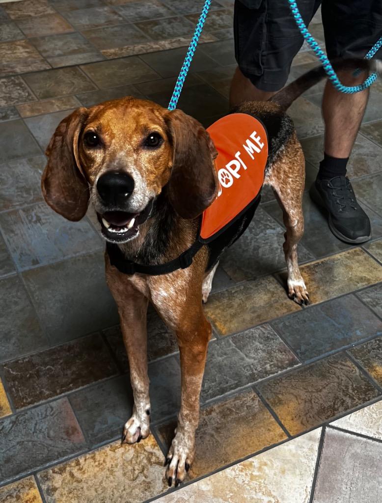 Hank, a Adoptable Coonhound in Sebastian, FL image 2/6