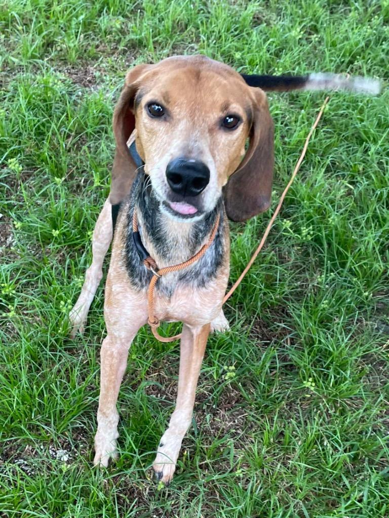 Hank, a Adoptable Coonhound in Sebastian, FL image 3/6