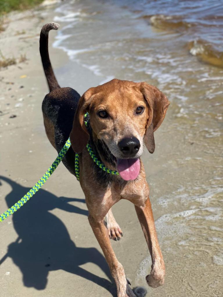 Hank, a Adoptable Coonhound in Sebastian, FL image 5/6