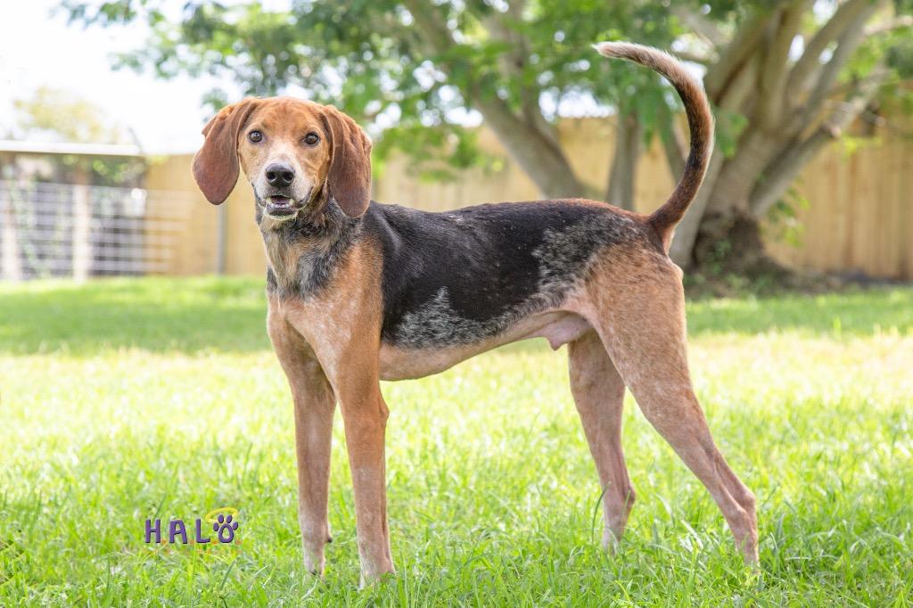 Hank, a Adoptable Coonhound in Sebastian, FL image 6/6