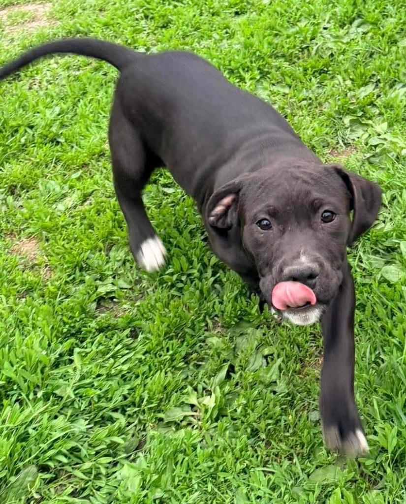 Sleepy, Adoptable, Puppy Male Pit Bull Terrier.