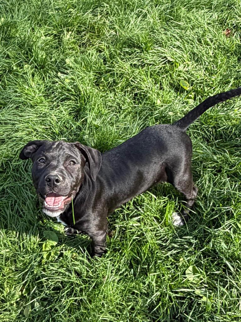 Enlarge Sleepy, a Adoptable Pit Bull Terrier in Decatur, IN image 2/6