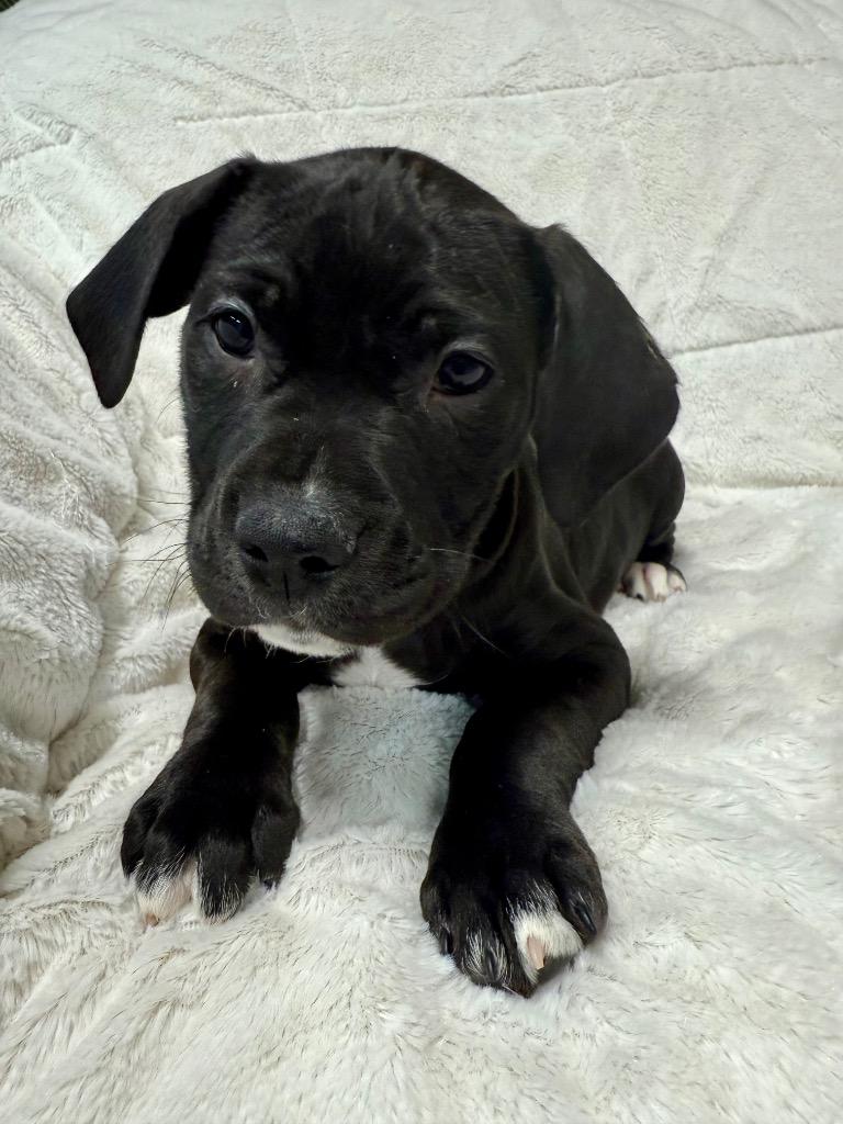 Enlarge Sleepy, a Adoptable Pit Bull Terrier in Decatur, IN image 1/2