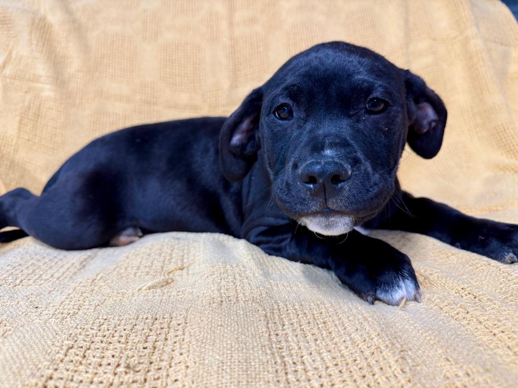 Enlarge Sleepy, a Adoptable Pit Bull Terrier in Decatur, IN image 5/6