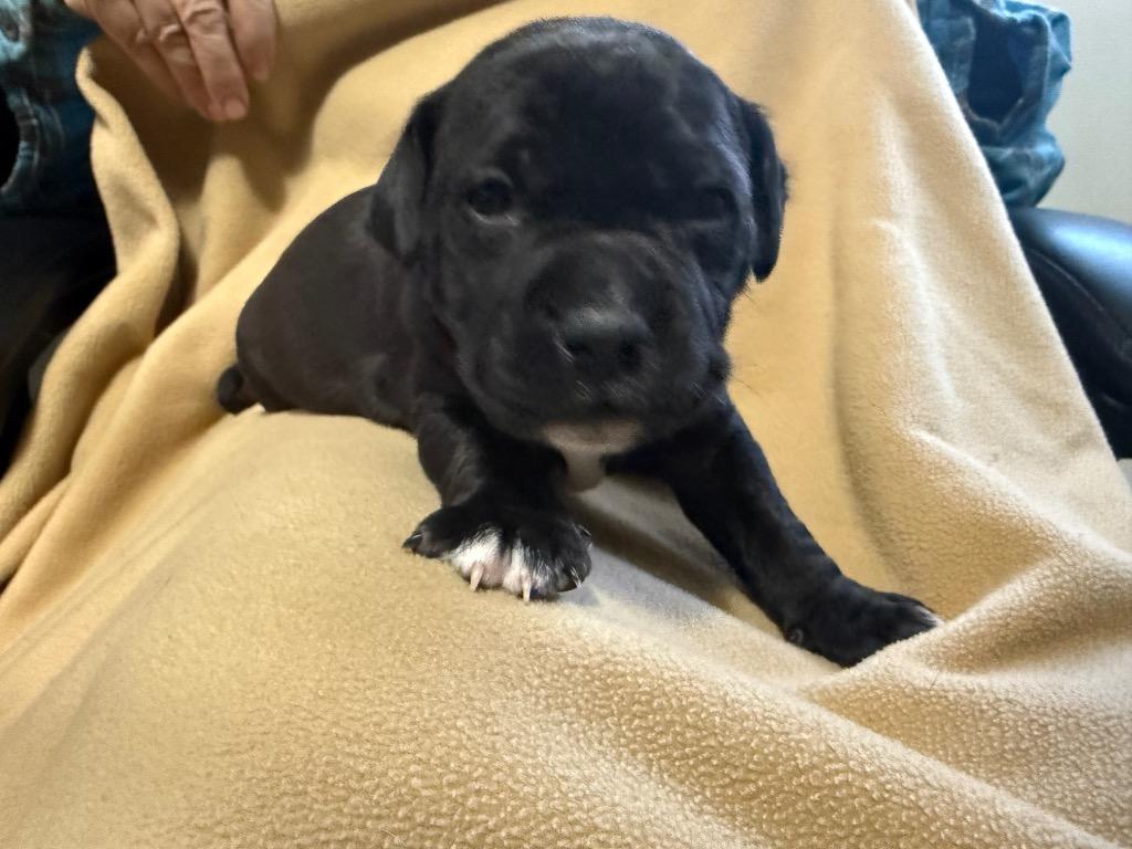 Enlarge Sleepy, a Adoptable Pit Bull Terrier in Decatur, IN image 2/2