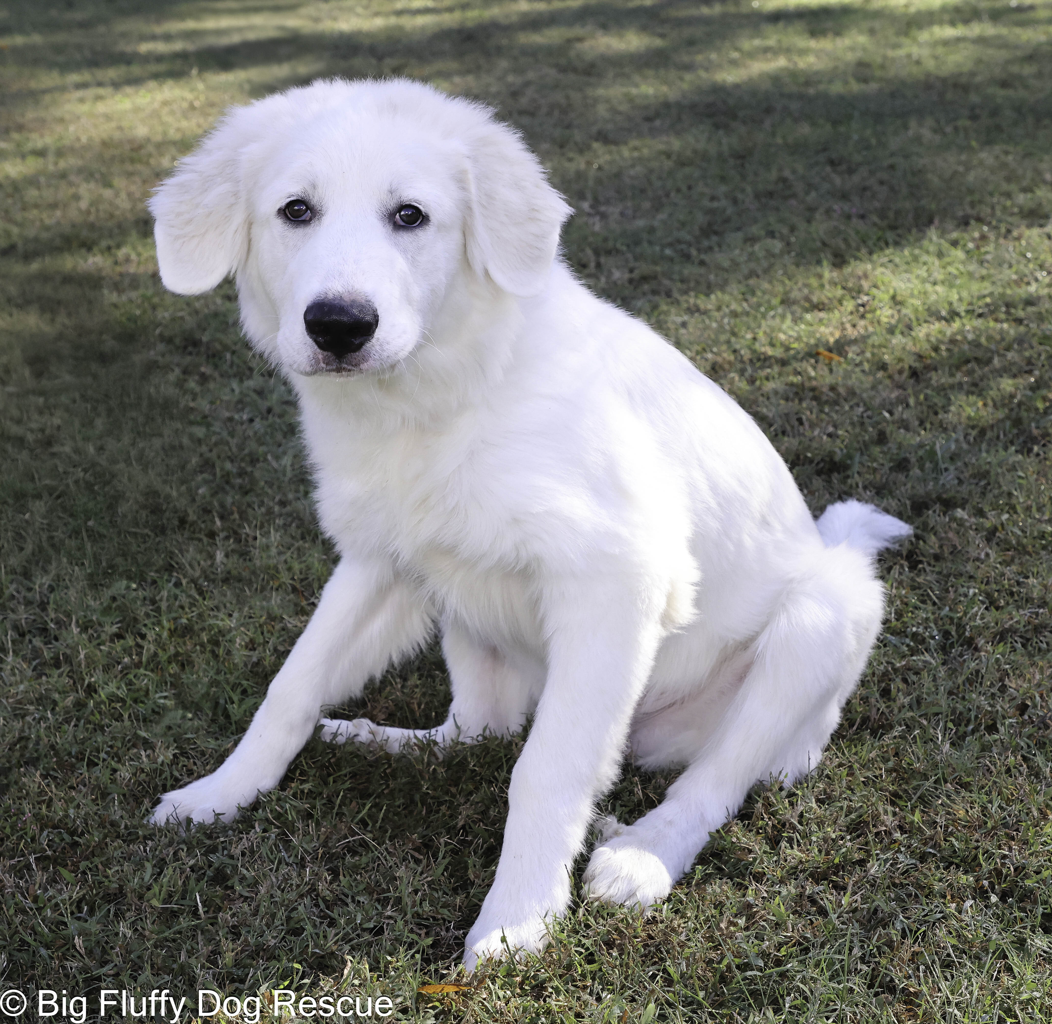 Dog for adoption Marcus, a Great Pyrenees in Evansville, IN Petfinder