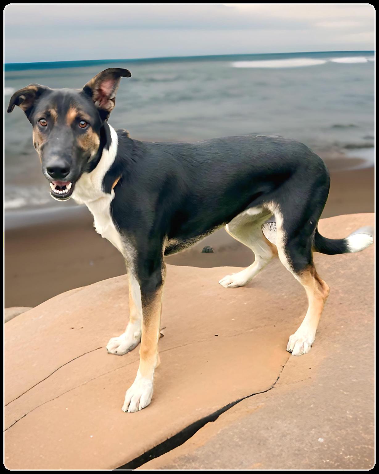 Mista B, a Adoptable mixed breed in Canoga Park, CA image 3/5