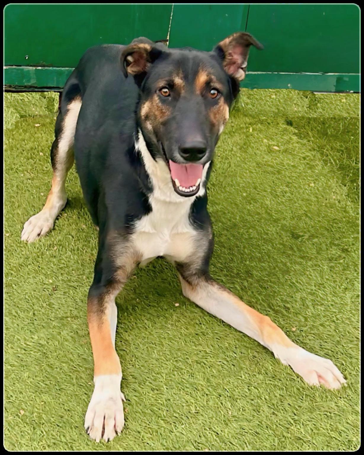 Mista B, a Adoptable mixed breed in Canoga Park, CA image 4/5