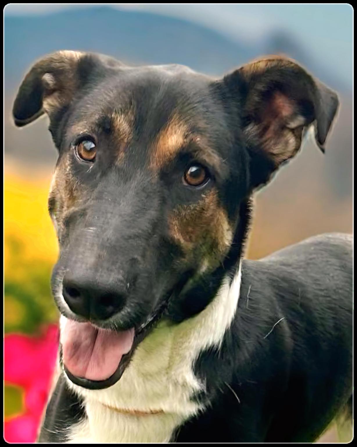 Mista B, a Adoptable mixed breed in Canoga Park, CA image 1/5