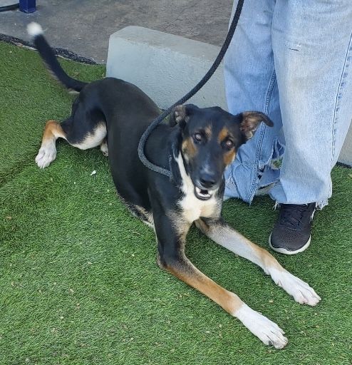 Mista B, a Adoptable mixed breed in Canoga Park, CA image 5/5