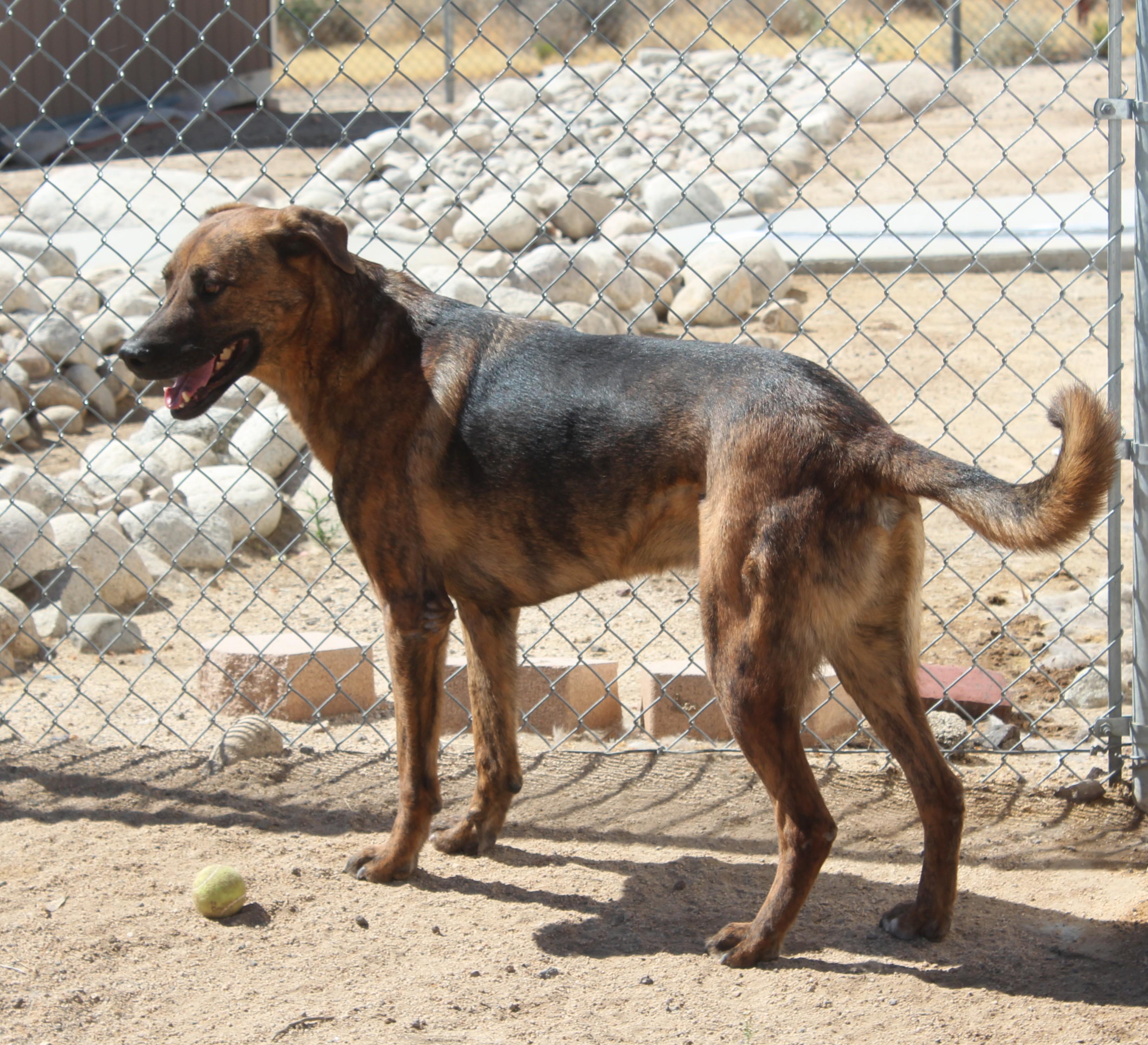 Enlarge Gilbert, a Adoptable mixed breed in Yucca Valley, CA image 3/6