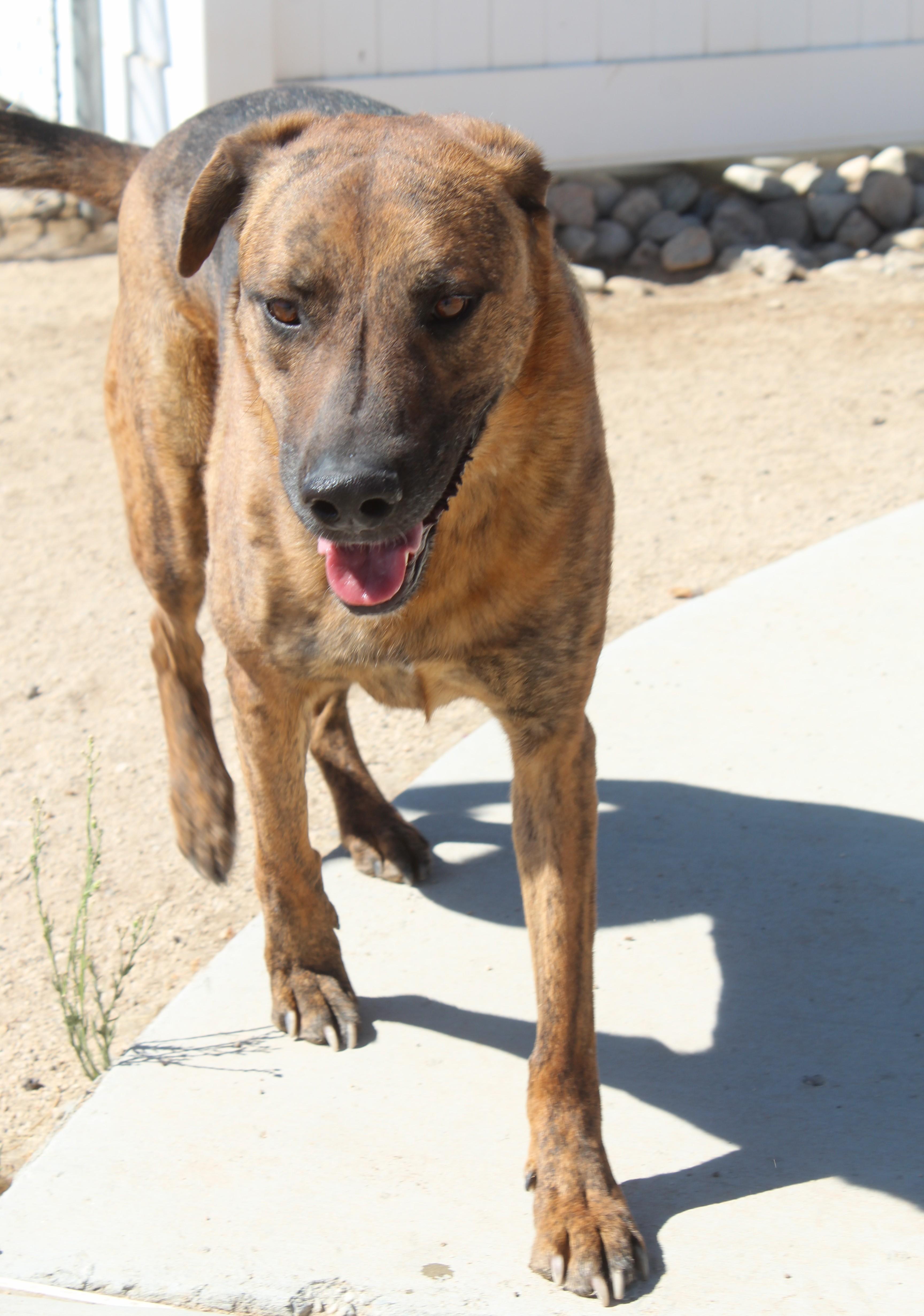 Enlarge Gilbert, a Adoptable mixed breed in Yucca Valley, CA image 4/6