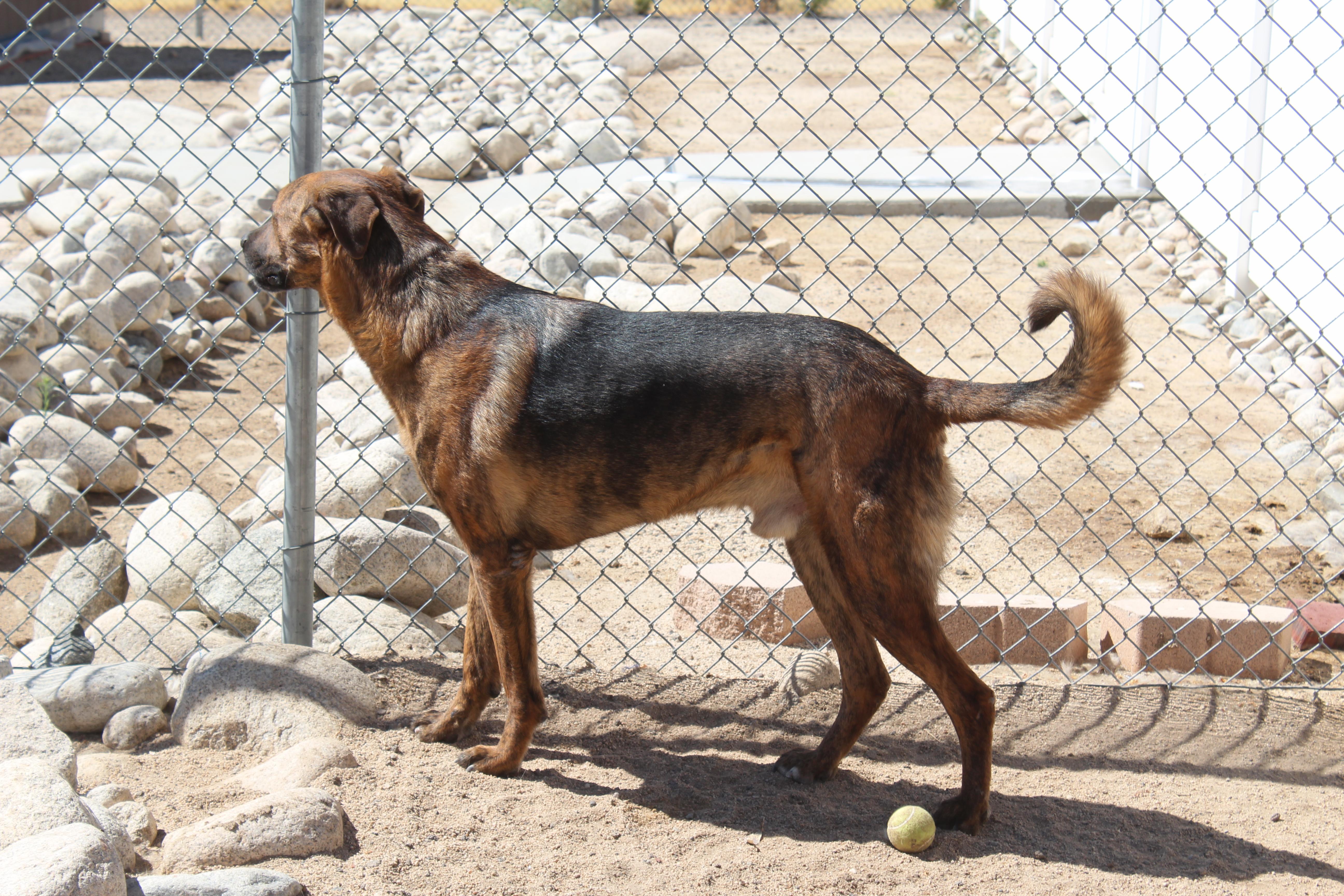 Enlarge Gilbert, a Adoptable mixed breed in Yucca Valley, CA image 5/6