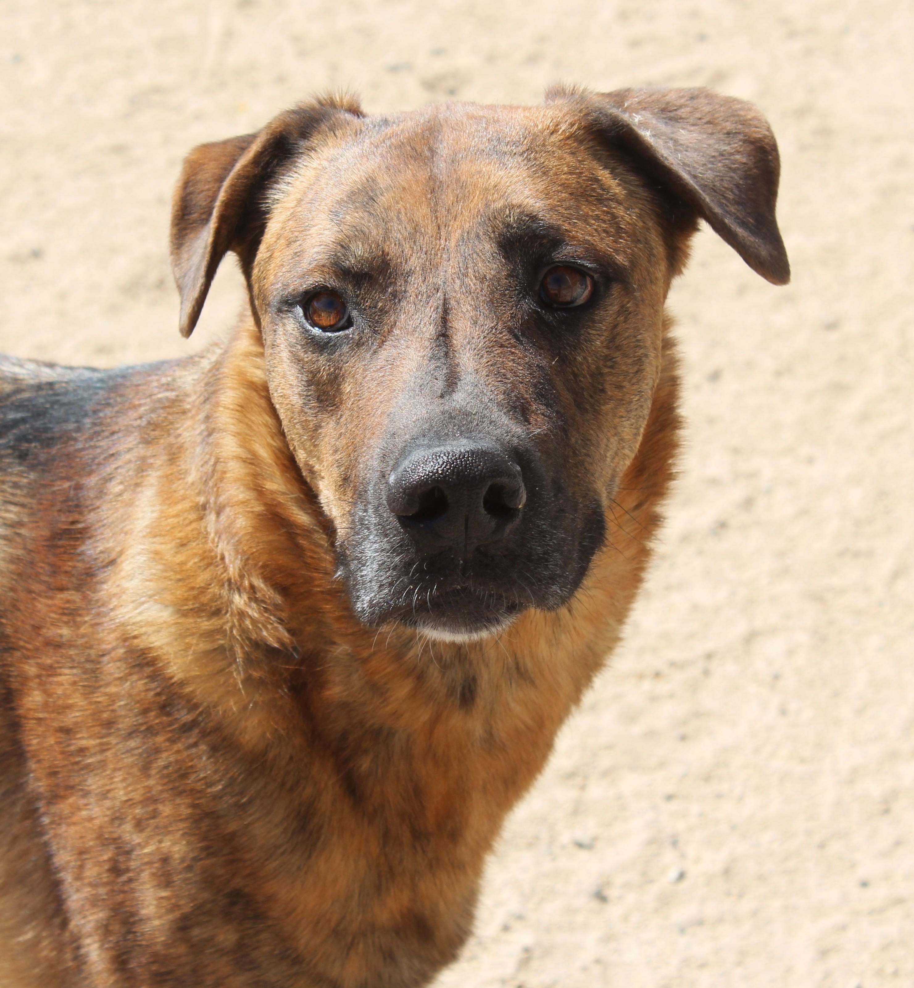 Enlarge Gilbert, a Adoptable mixed breed in Yucca Valley, CA image 6/6