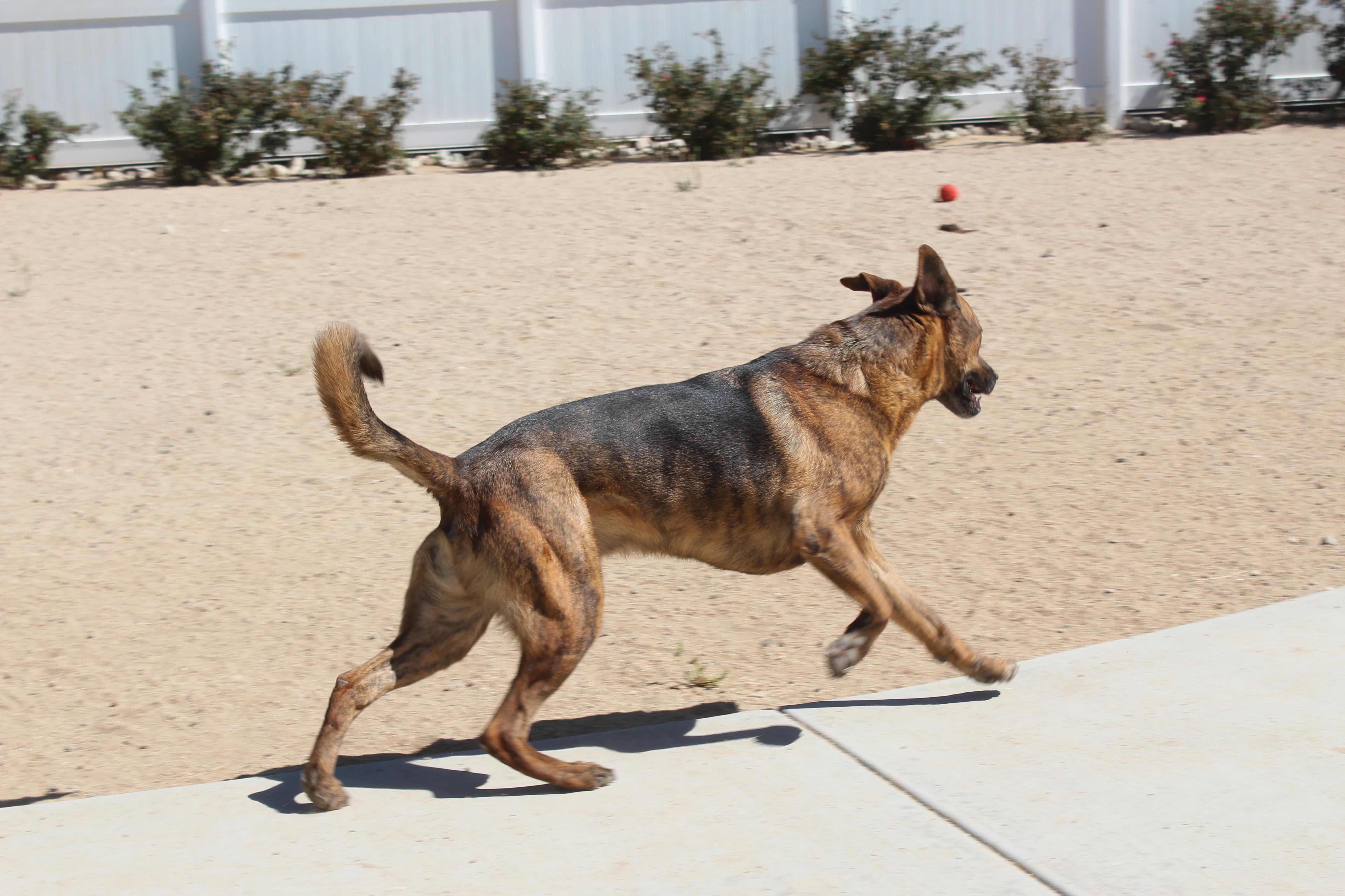 Enlarge Gilbert, a Adoptable mixed breed in Yucca Valley, CA image 2/6