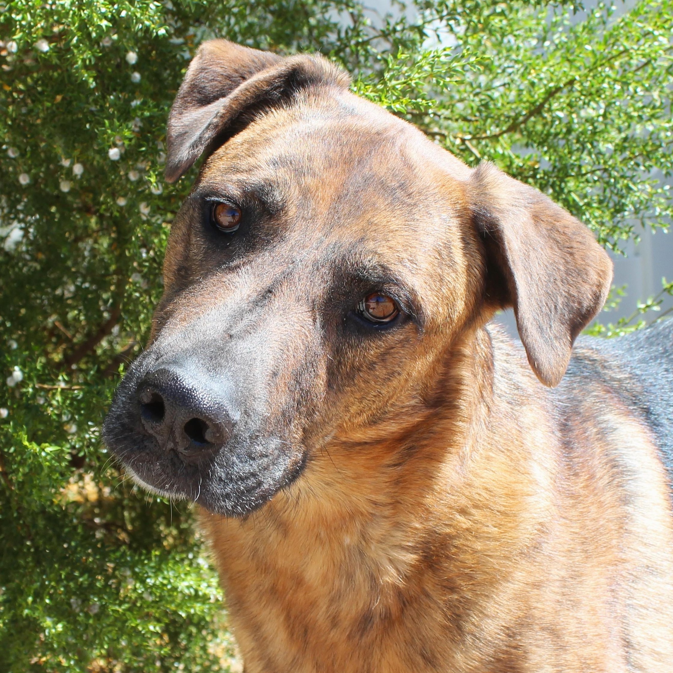 Enlarge Gilbert, a Adoptable mixed breed in Yucca Valley, CA image 1/6