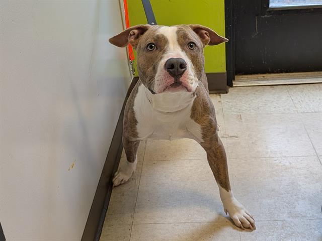 BENNY, Adoptable, Adult Male Pit Bull Terrier.