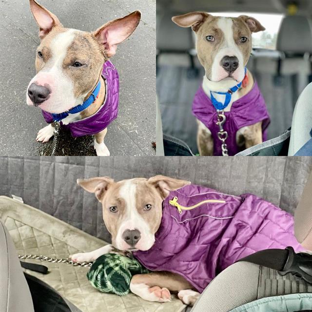 BENNY, Adoptable, Adult Male Pit Bull Terrier.